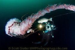 Giant purple-striped jellyfish in the open ocean, off the... by Scott Gietler 